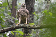 Accipiter gentilis