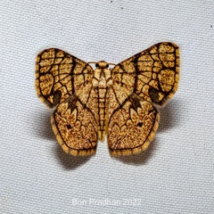 Heterostegane subtessellata