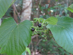 Cissus adnata