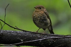 Erithacus rubecula