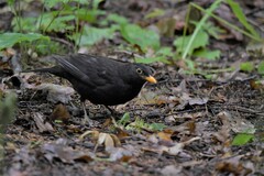 Turdus merula