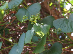 Cissus adnata