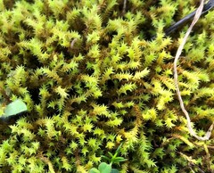 Triquetrella papillata