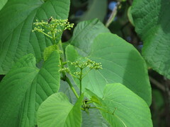 Cissus adnata