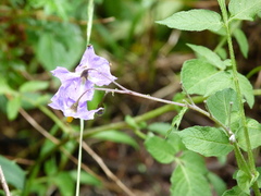 Solanum stoloniferum