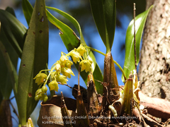 Dendrobium monophyllum