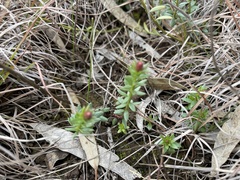 Stackhousia subterranea