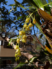 Dendrobium monophyllum