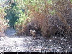 Canis latrans