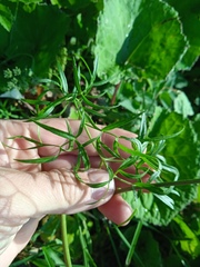 Cenolophium denudatum