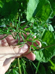 Cenolophium denudatum