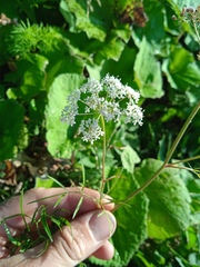 Cenolophium denudatum