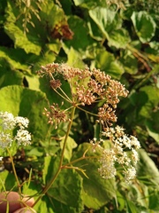 Cenolophium denudatum