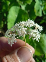 Cenolophium denudatum