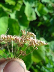Cenolophium denudatum