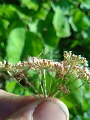 Cenolophium denudatum