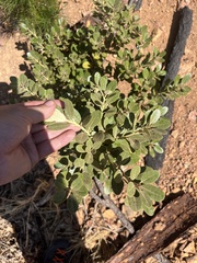 Notholithocarpus densiflorus echinoides