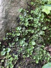 Fissidens obtusifolius