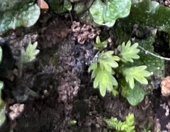 Fissidens obtusifolius