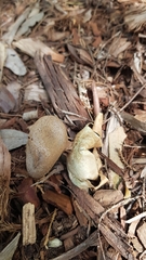 Myriostoma australianum