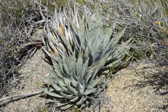 Agave mckelveyana