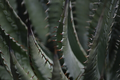 Agave mckelveyana