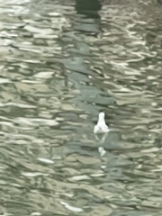 Chroicocephalus ridibundus