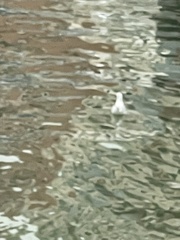 Chroicocephalus ridibundus