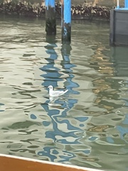 Chroicocephalus ridibundus