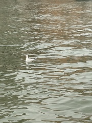 Chroicocephalus ridibundus