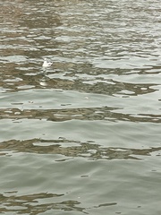 Chroicocephalus ridibundus