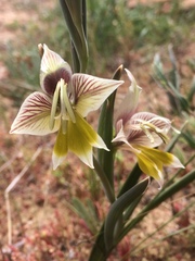 Gladiolus watermeyeri