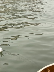 Chroicocephalus ridibundus