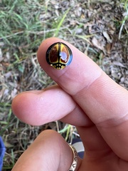 Australoneda bourgeoisi