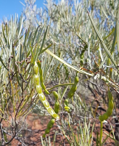 Acacia cuthbertsonii