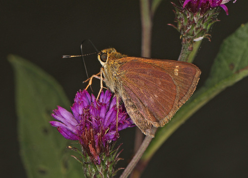 Little Glassywing photo 5