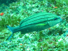 Pomadasys striatus