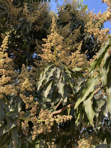 Mangifera indica image