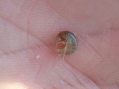 Gammarus lacustris