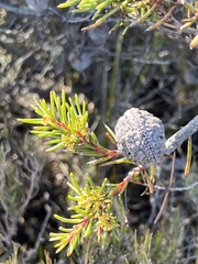 Hakea pachyphylla