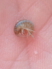 Gammarus lacustris