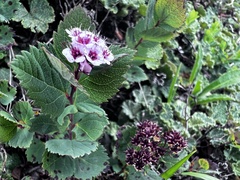 Spiraea morrisonicola