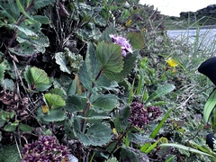 Spiraea morrisonicola