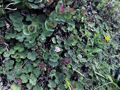 Spiraea morrisonicola