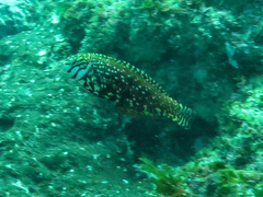 Halichoeres lapillus