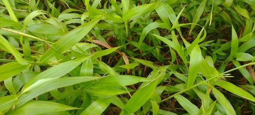 Image of Ischaemum polystachyum by no rights reserved