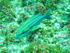 Pomadasys striatus