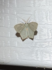 Chloropteryx tepperaria