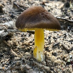 Pluteus pauperculus
