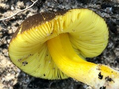Pluteus pauperculus